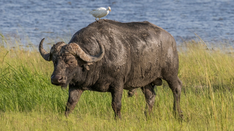African Buffalo (Syncerus caffer caffer) male with Western Cattle Egret (Bubulcus ibis), Chobe National Park, Botswana